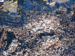 There are hoards of flies along the shoreline