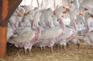 Geese after live plucking. Photo courtesy of PETA.